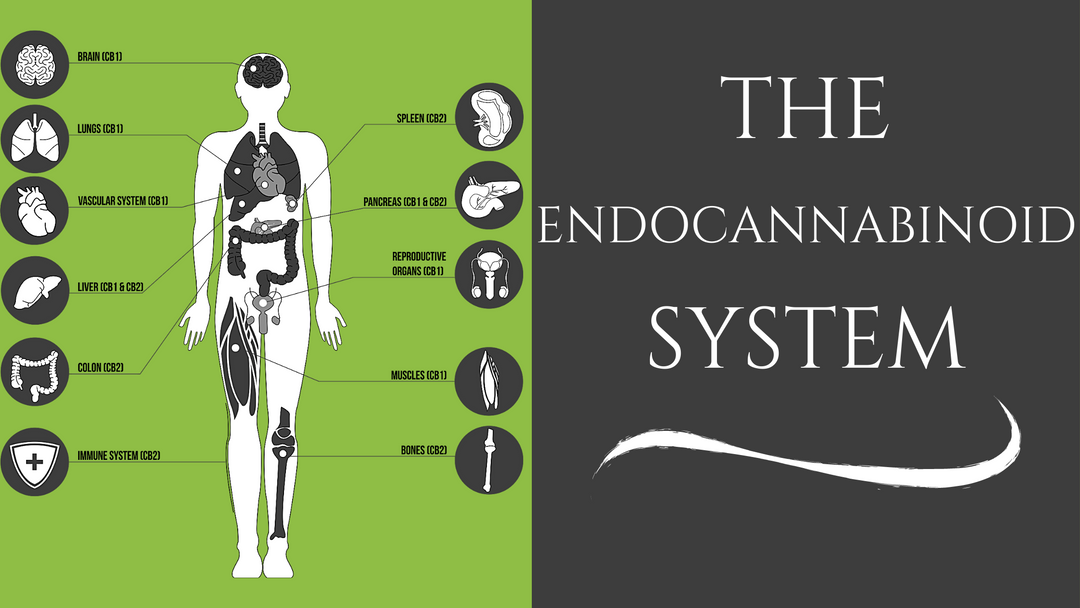 The Endocannabinoid System